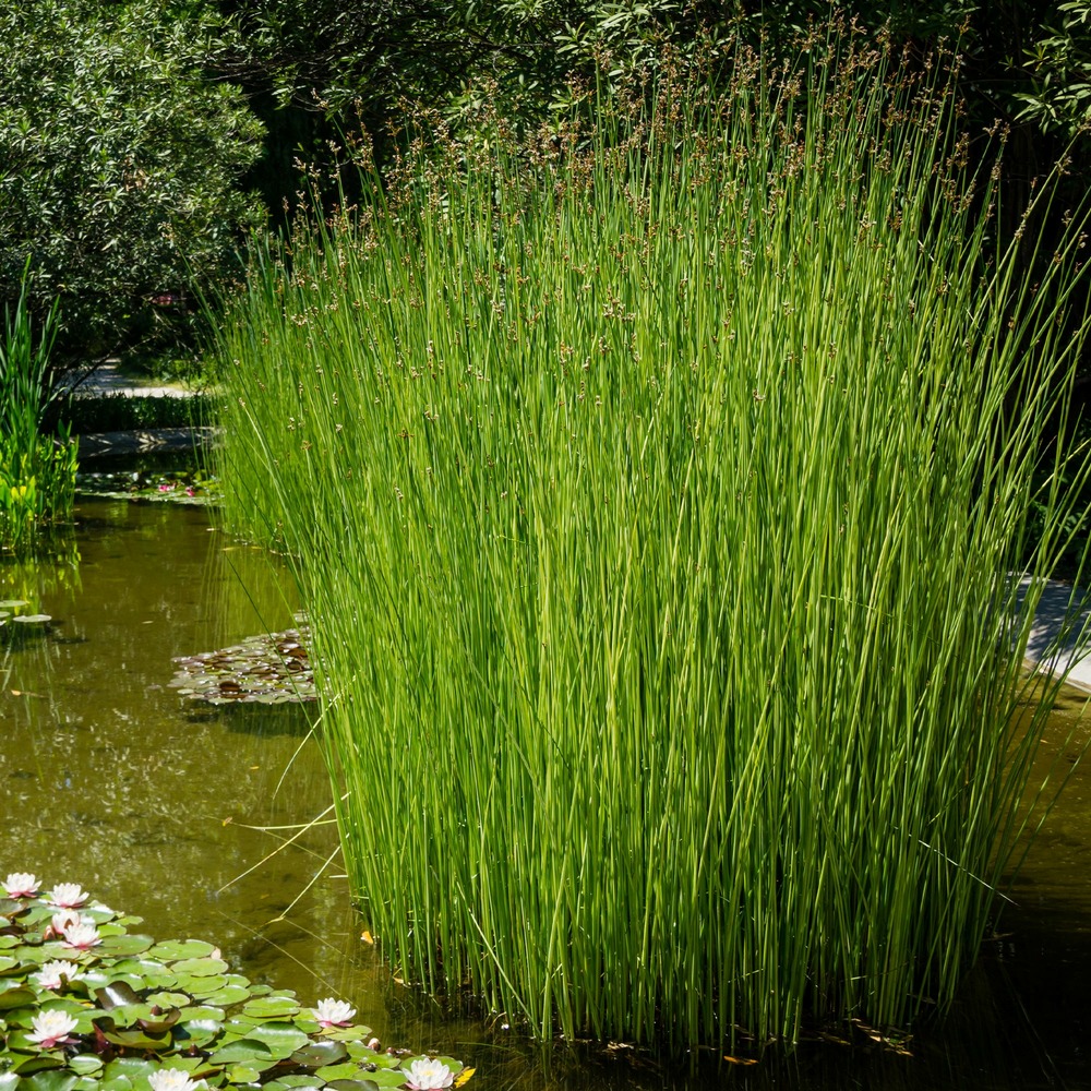 Jonc des chaisiers - jonc des tonneliers - scirpe aigu - le pot / ø 9cm