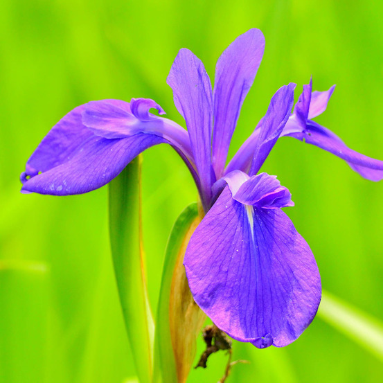 Iris des rives godet de 8/9 cm