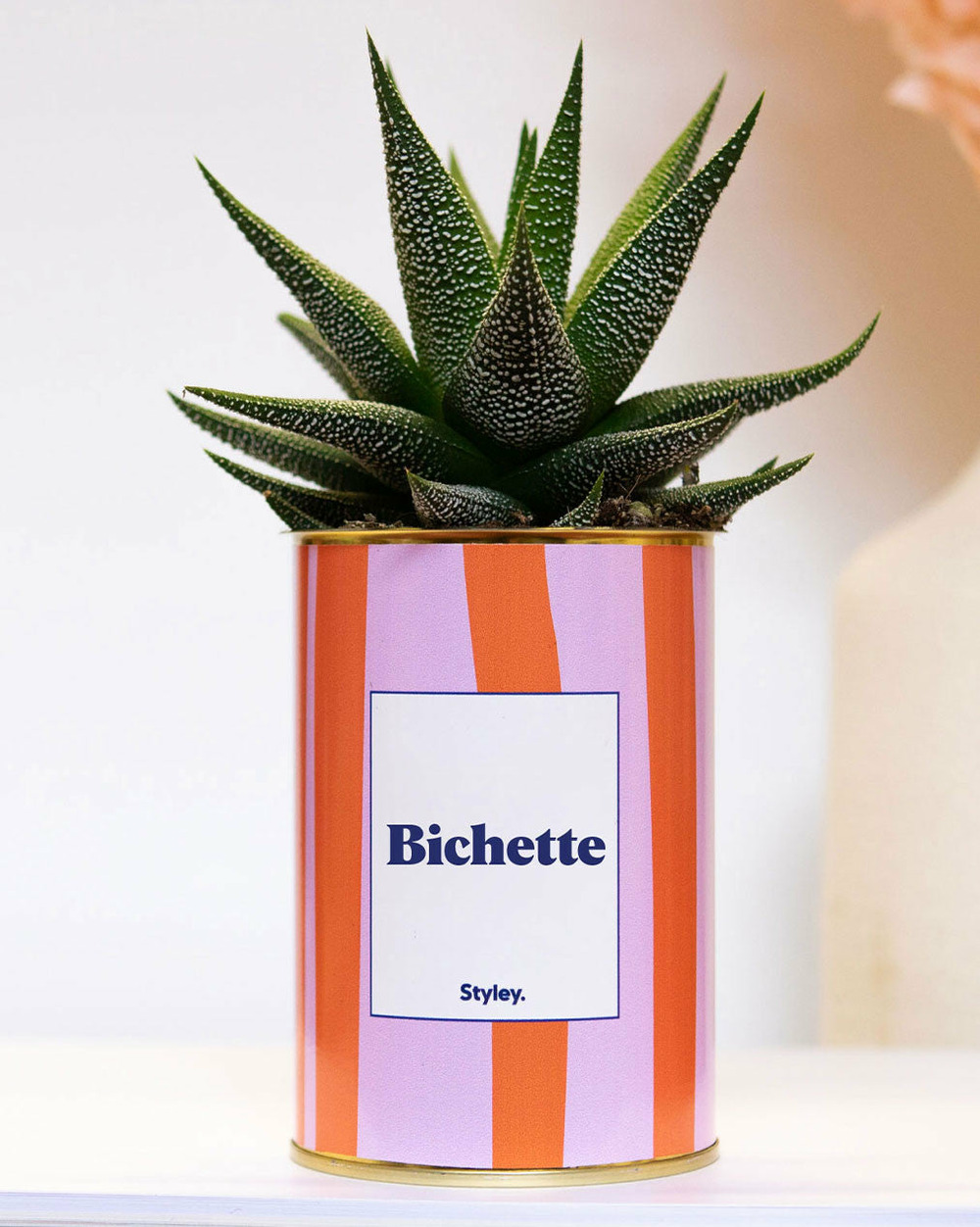 Plante personnalisée - bichette - pot à rayures - plante grasse