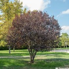 Prunus pissardii nigra c.15l 1/2t