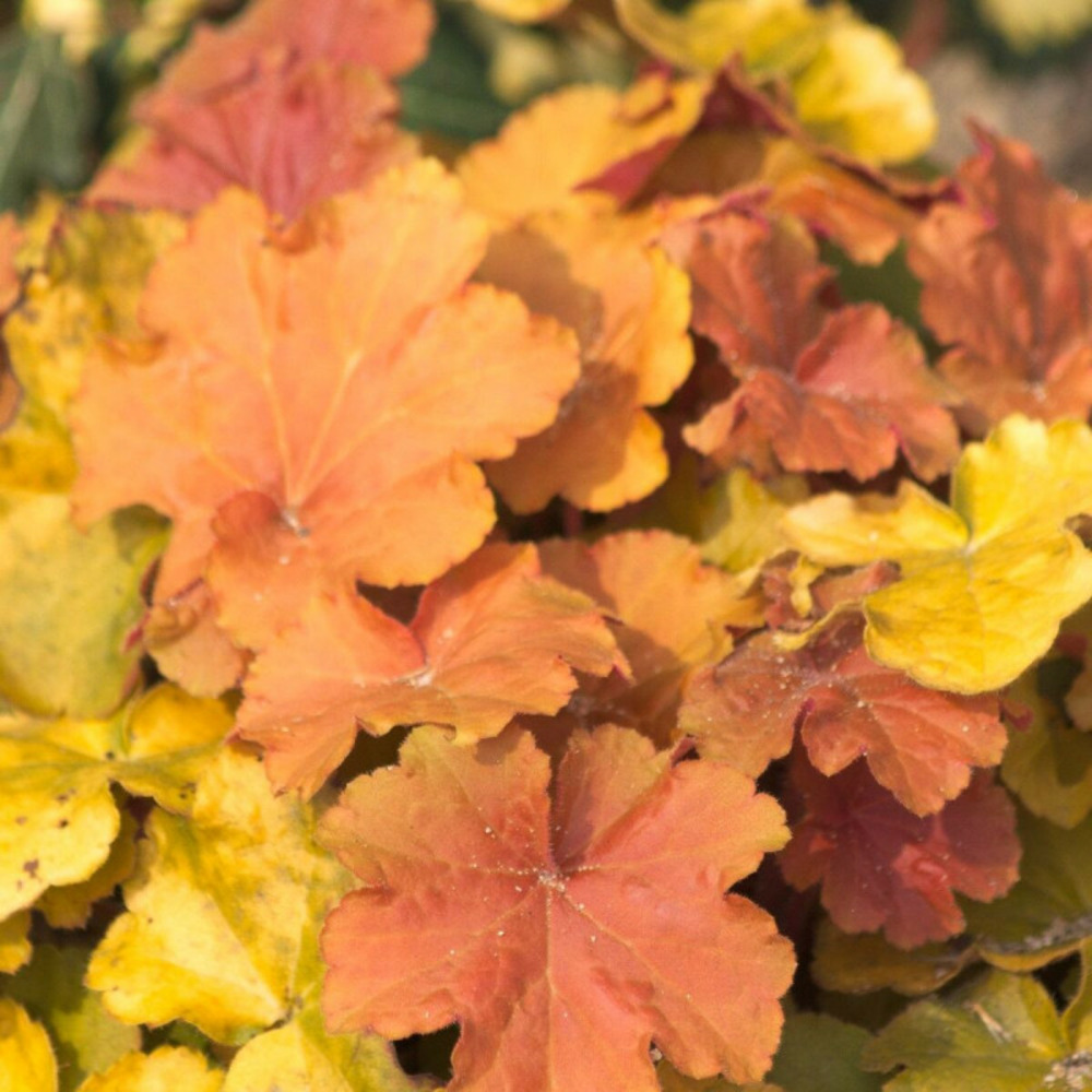 Heuchere marmalade® godet - 5/20 cm