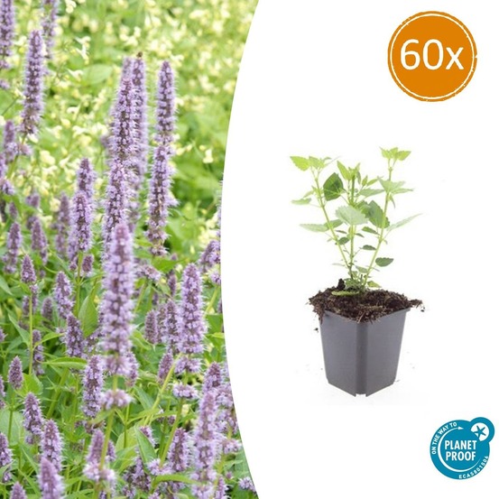 Agastache 'blue fortune' x60 – entre 3,75 et 5m2