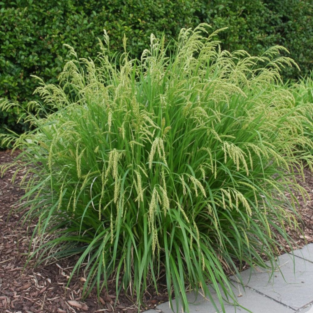 Laîche des bois, carex lot de 9 godets
