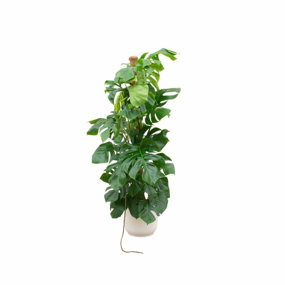 Monstera pertusum 150cm et son pot blanc 30cm - hauteur 150cm
