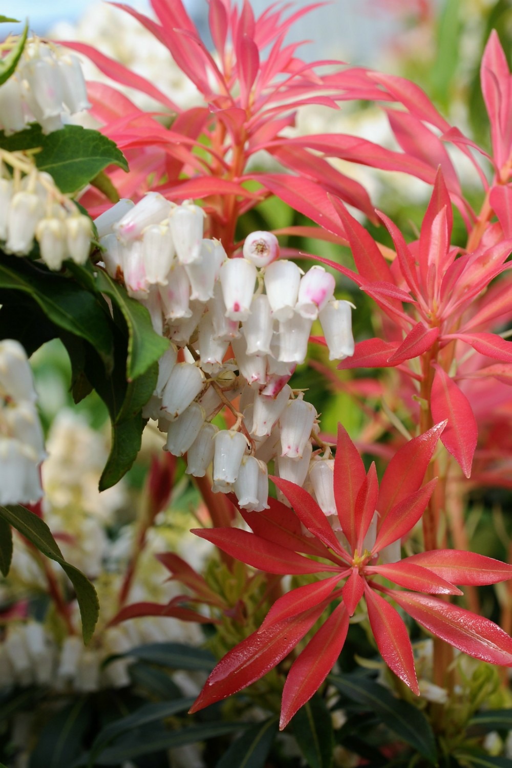 Andromède 'forest flame' - en pot de 5 litres