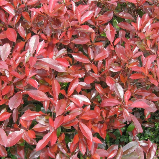 Photinia little red robin pot de 3l - 20/40 cm