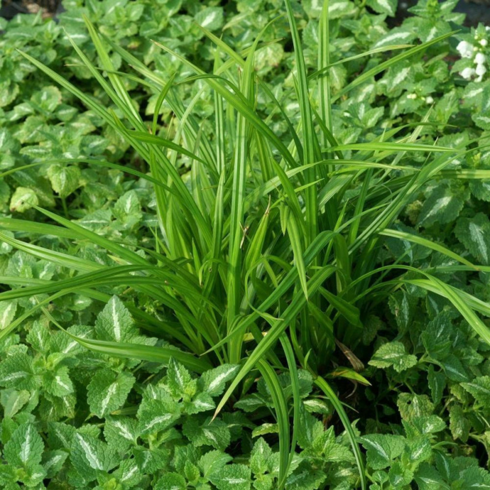 Laîche irish green lot de 5 godets