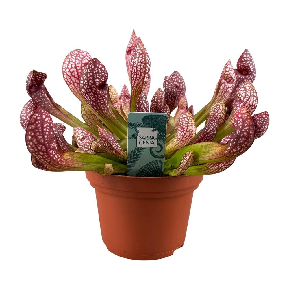 Sarracenia scarlet belle - ø12cm - ↕40cm - plantes d'intérieur