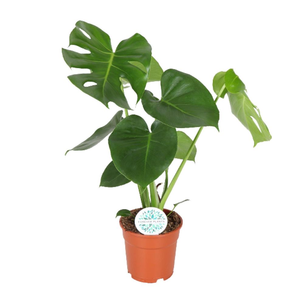 Monstera deliciosa - ø17cm - ↕55cm - plantes d'intérieur