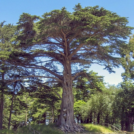 Cyprès de monterey, cyprès de lambert pot de 2l/3l