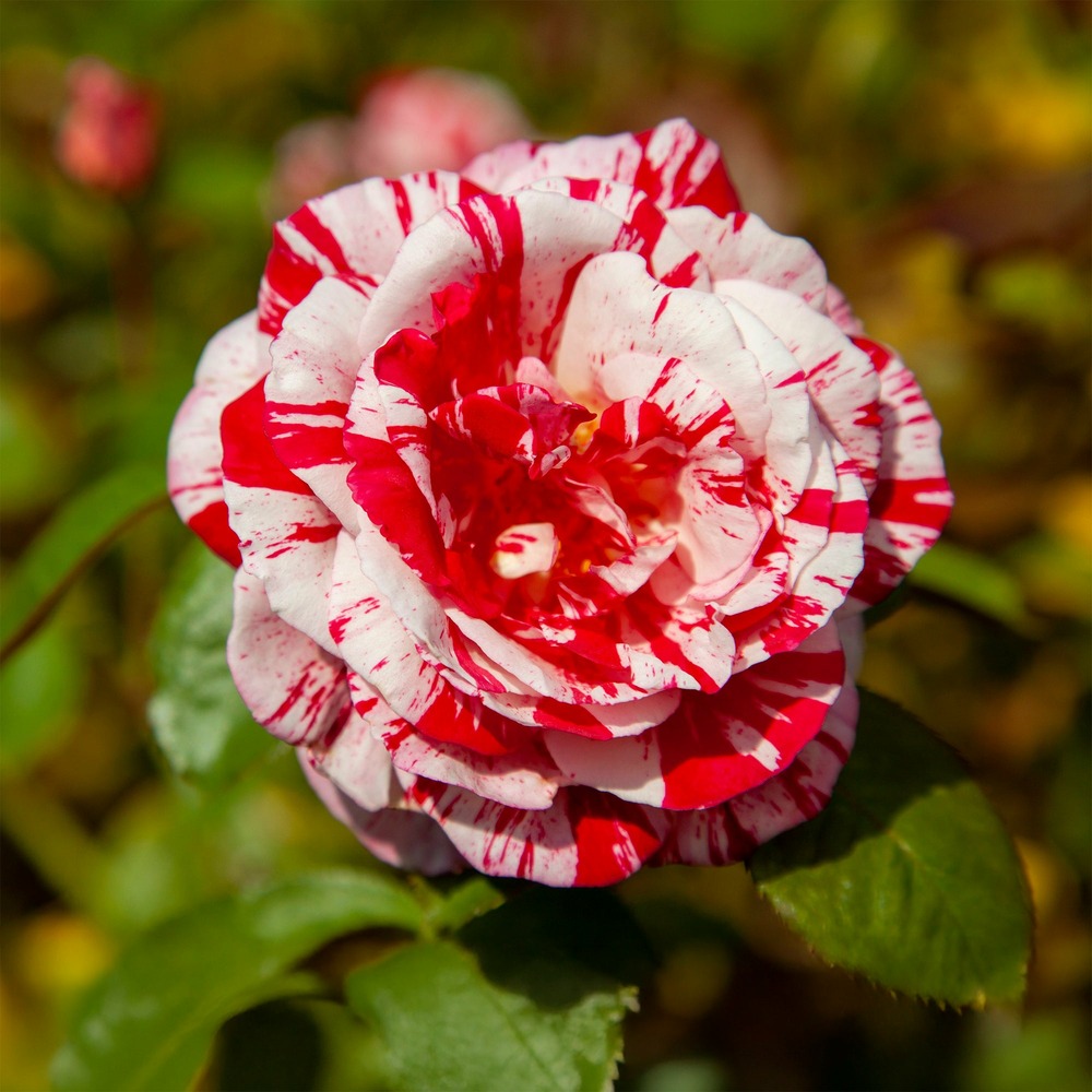 Rosier buisson candy stripe - la motte / 3+ branches, vendu par lot de 2