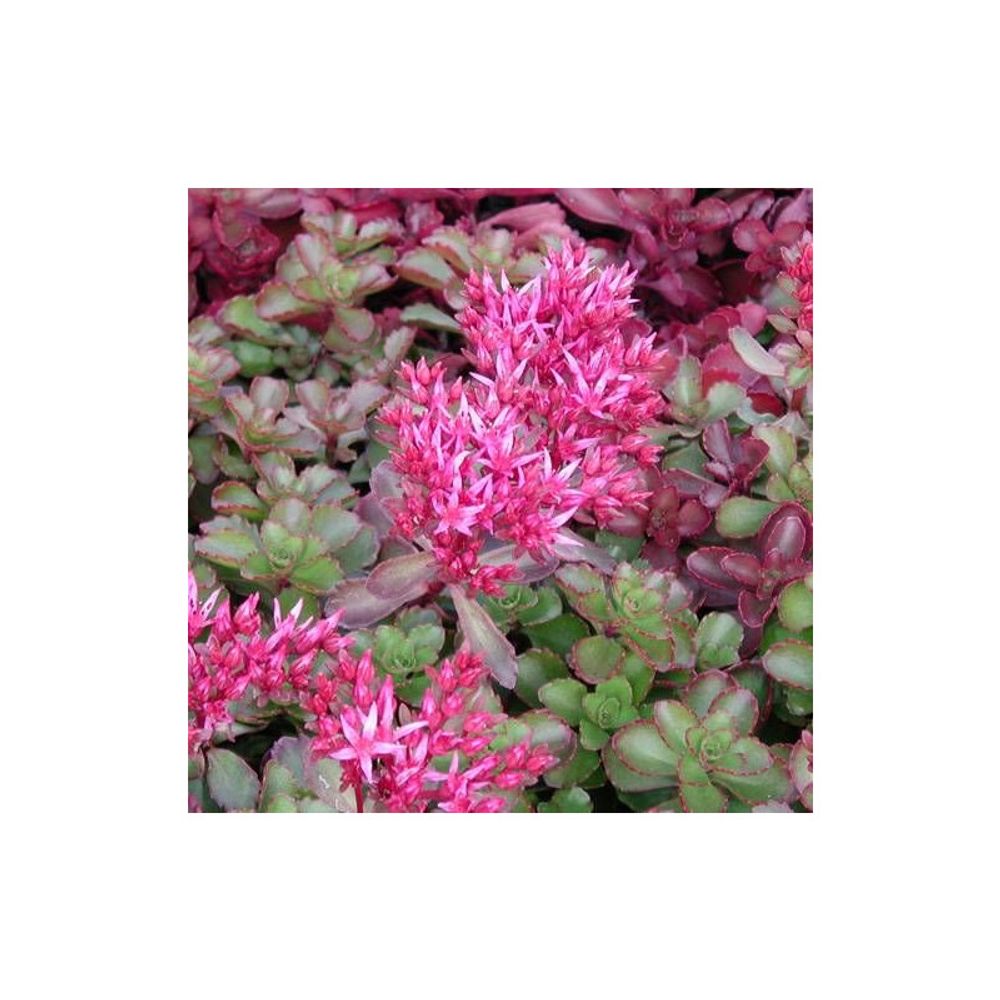 Orpin fuldaglut, sedum lot de 3 godets