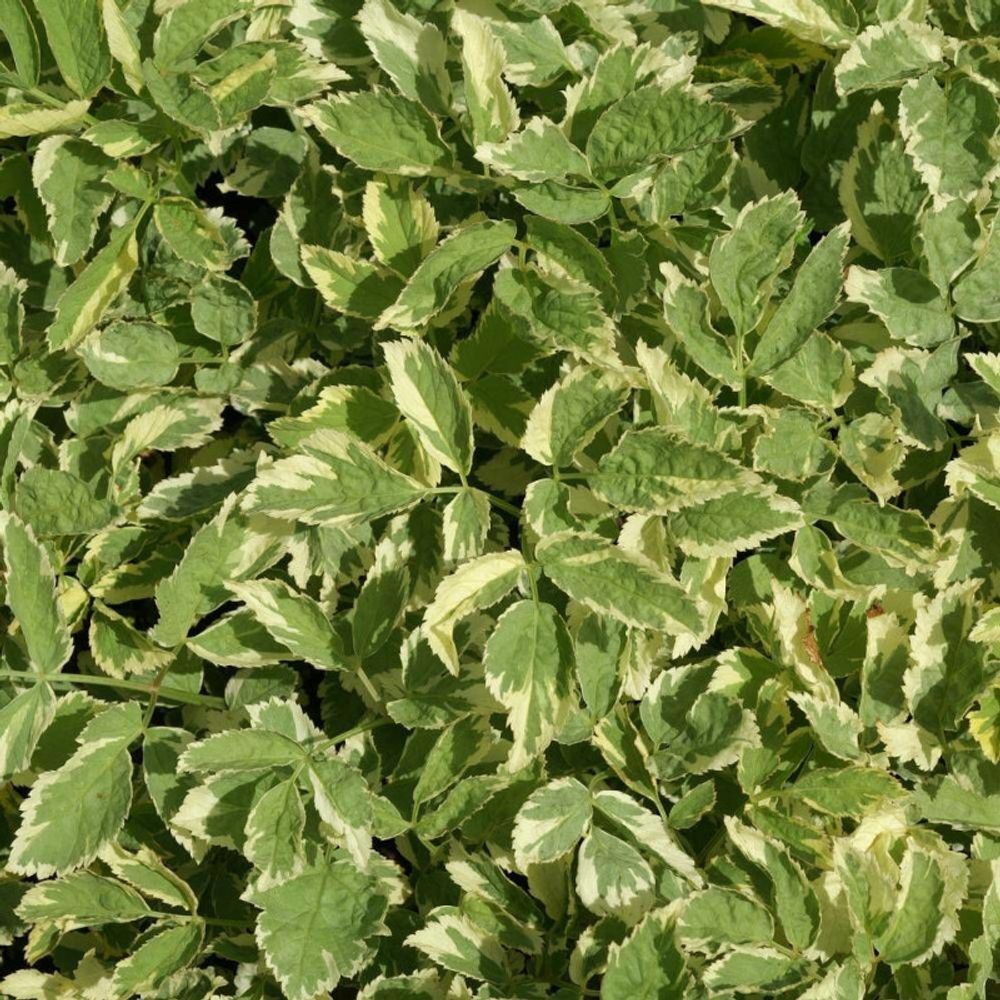 Herbe aux goutteux podagraria variegatum lot de 5 godets