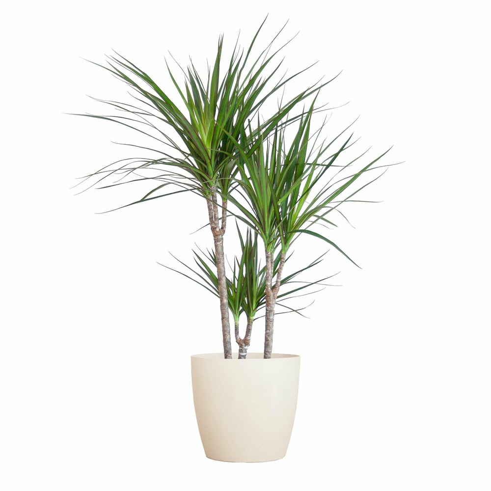 Dracaena marginata et son pot blanc - hauteur 95cm