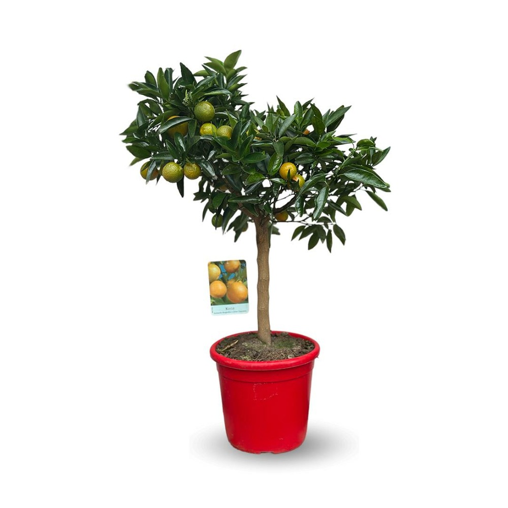 Kumquatine - citrus reticulata x fortunella margarita - agrume méditerranéen - arbre fruitier - ↕ 75-85 cm - ⌀ 22 cm