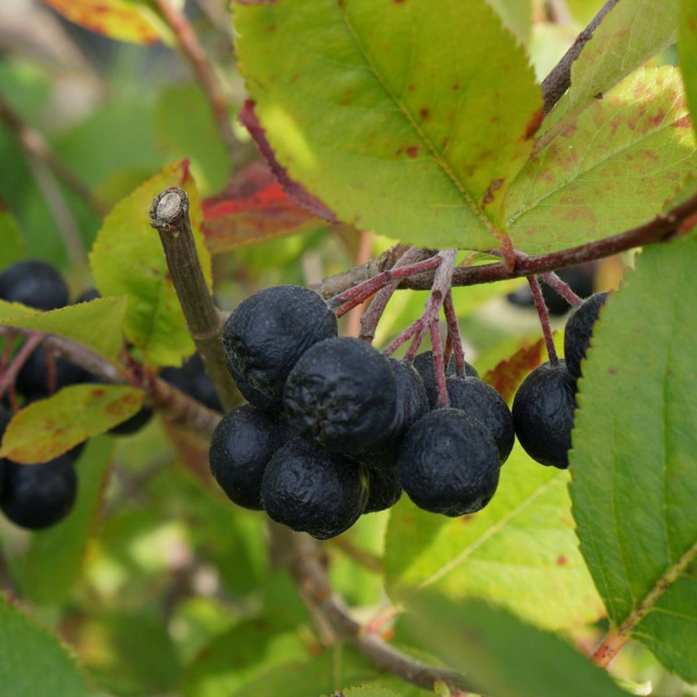 Aronie melanocarpa, aronia à fruits noir pot de 4l - 20/40 cm
