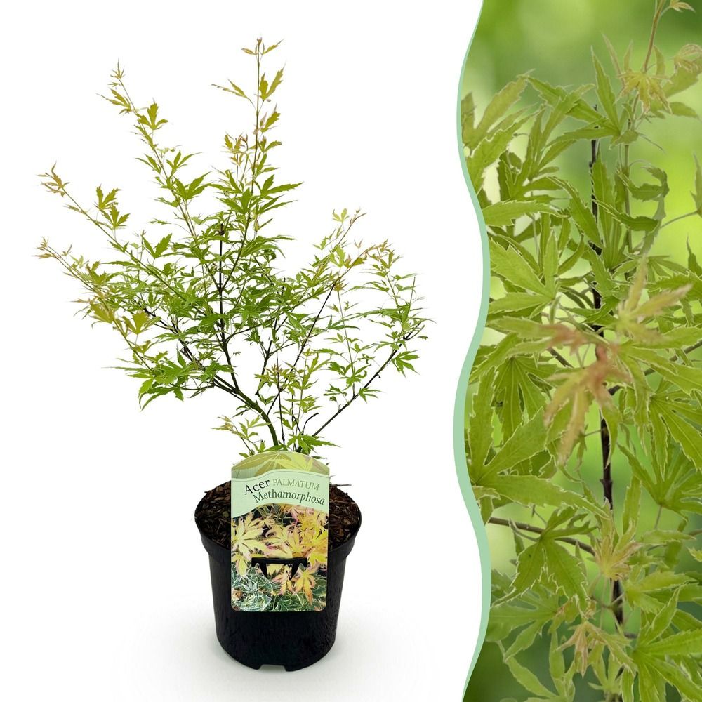 Érable du japon - pot 19 cm - hauteur 70 cm