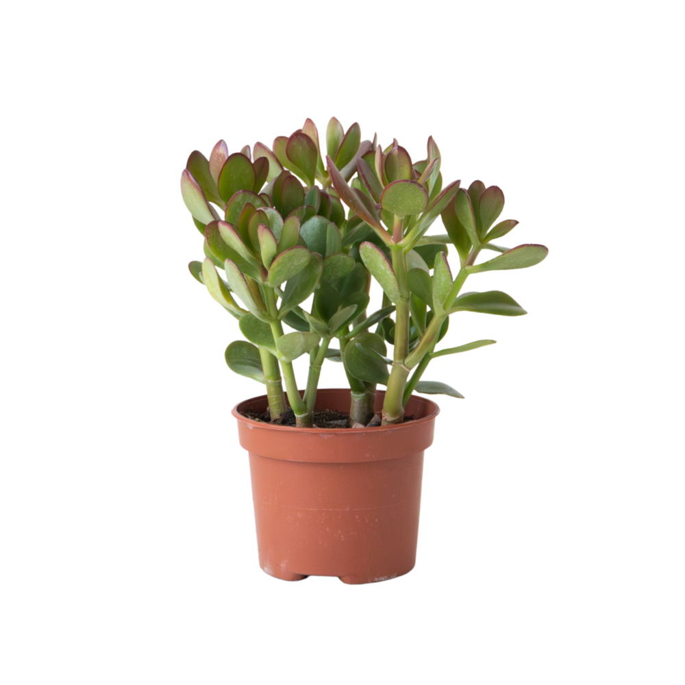 Arbre à jade - crassula ovata - hauteur 15-25cm - ø12cm