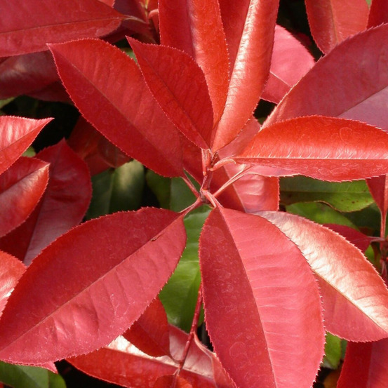 Photinia carré rouge pot de 5l - 40/60 cm