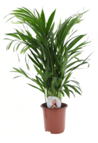 Dypsis lutescens - areca palmier d'or - pot 17cm - hauteur 60-70cm