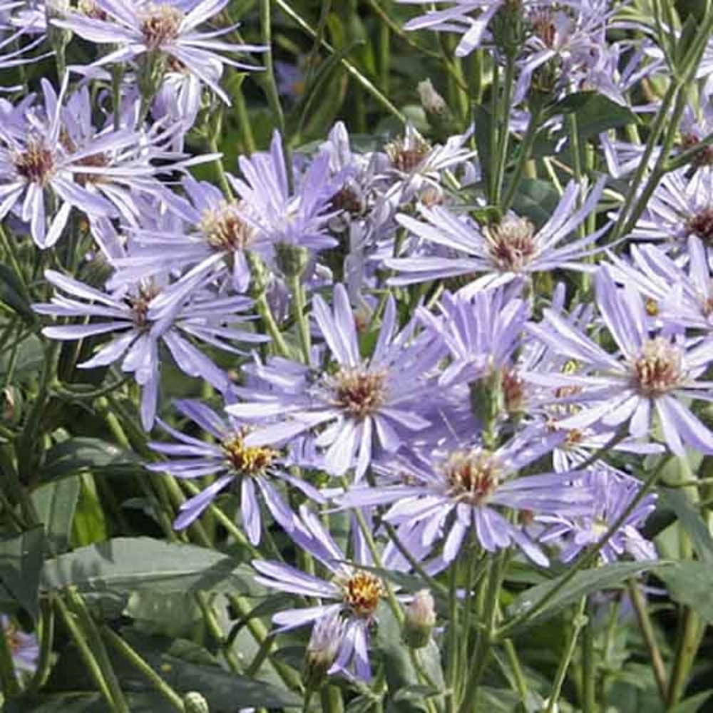 Aster à grandes feuilles 'twilight' godet de 8/9 cm