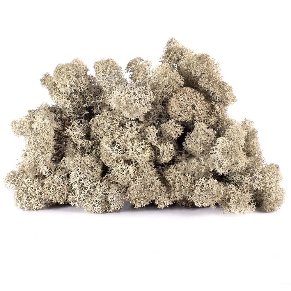 Lic/4075 lichen stabilisée gris argenté box 4 kg