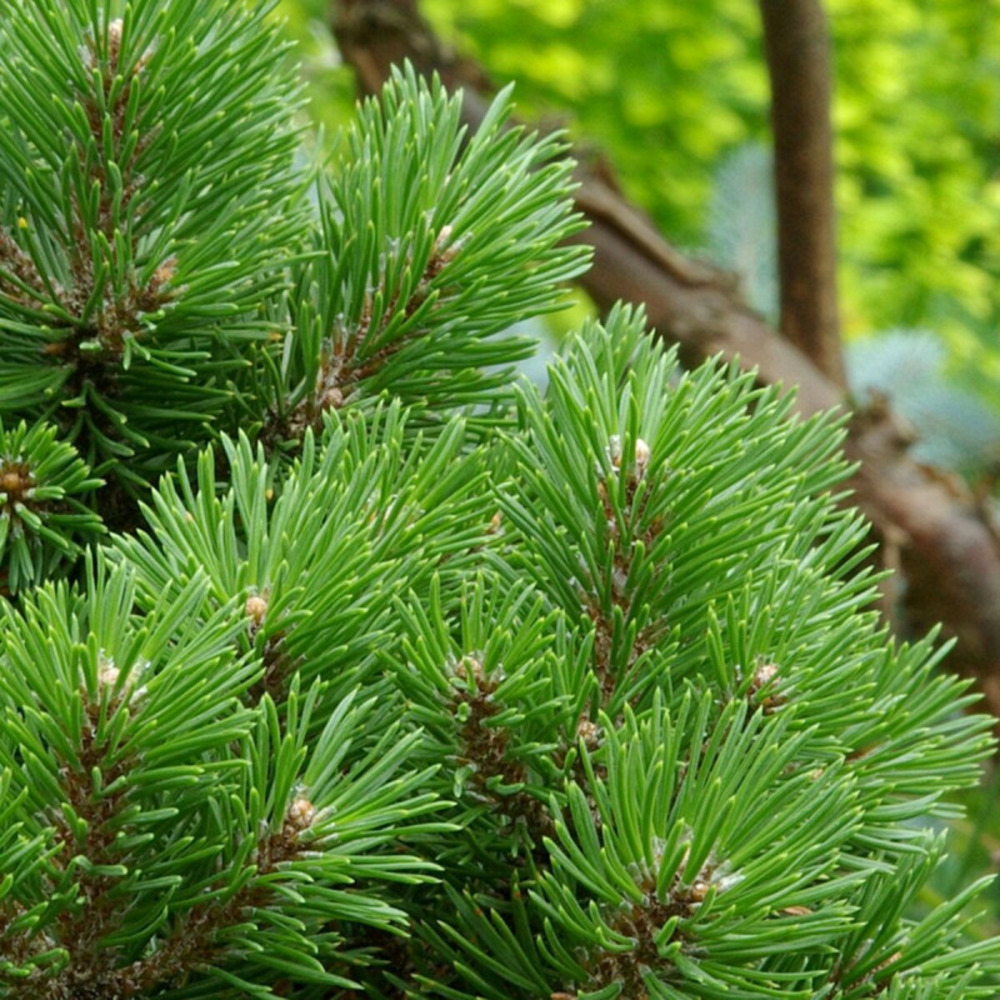 Pin sylvestre nain globosa viridis, pinus pot de 5l - 40/60 cm