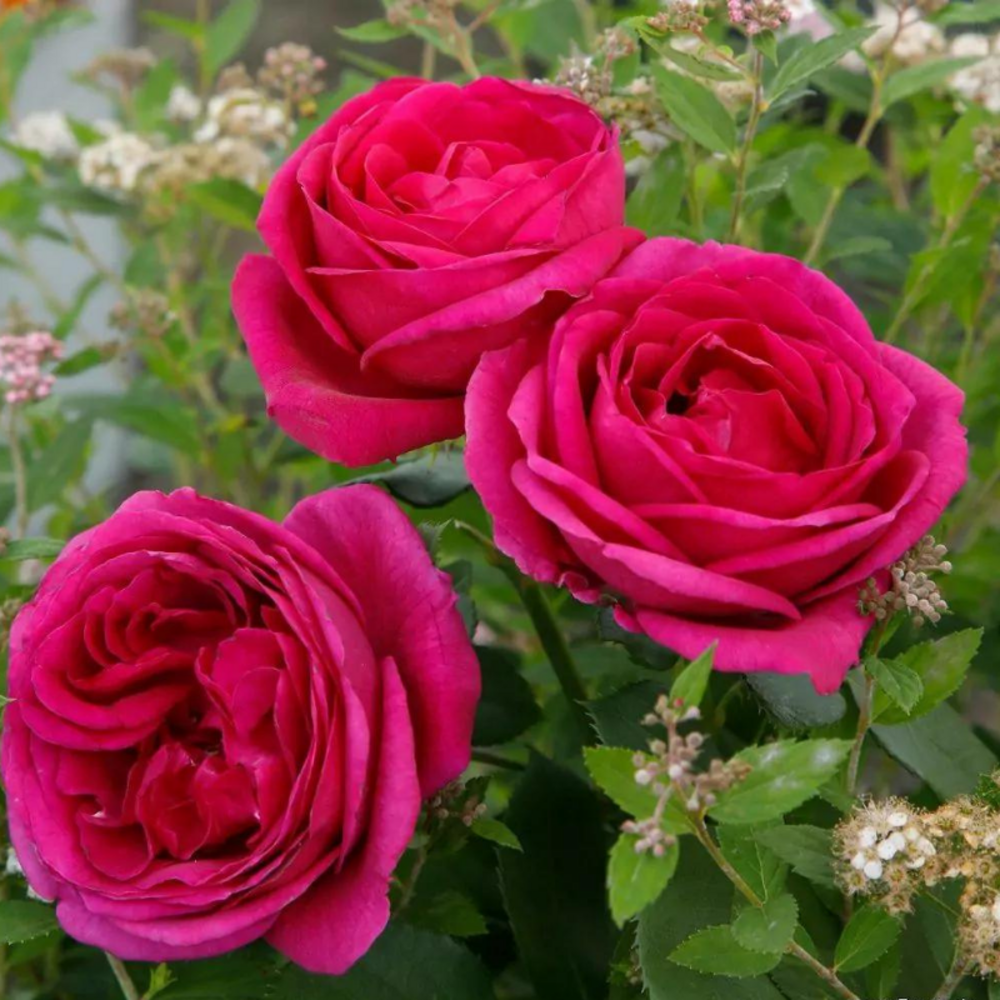 Rosier rose fur elise floribunda - racines nues