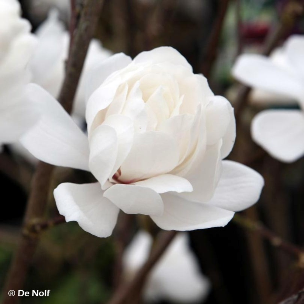 Magnolia 'wildcat' pot de 4l/5l