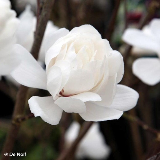 Magnolia 'wildcat' pot de 4l/5l