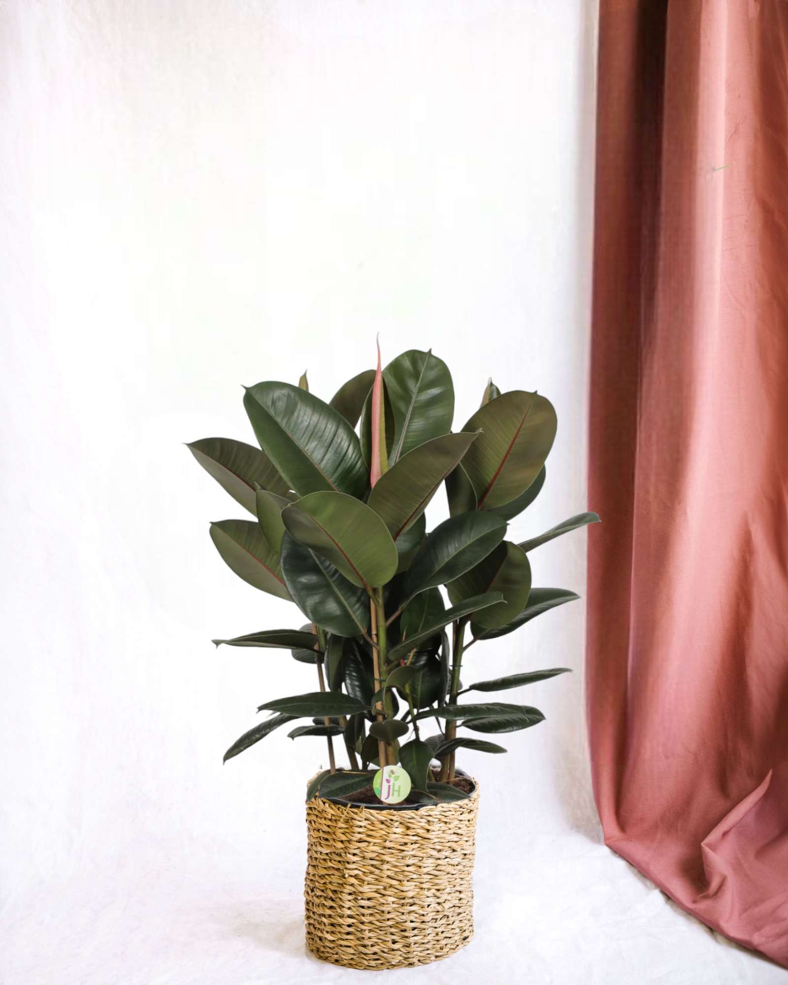 Plante d'intérieur - ficus 'robusta'  h90cm 90cm