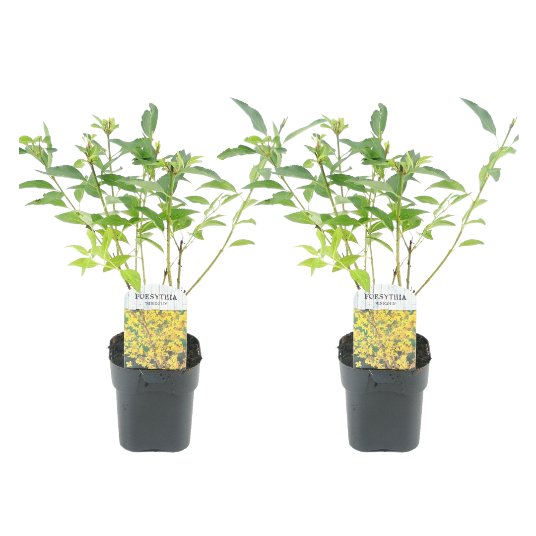 Forsythia intermedia 'minigold' - set de 2 - forsythia gold lilac - pot 17cm - hauteur 25-40cm