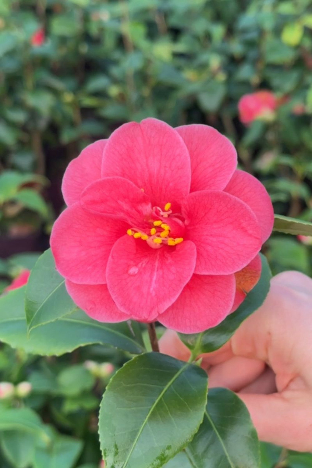 Camélia 'mary williams' - en pot de 1 litre