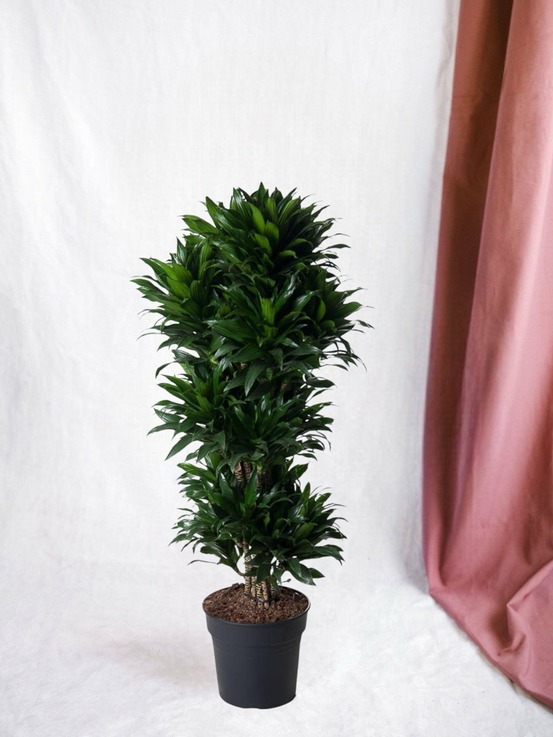 Dracaena compacte ramifié - 140 cm - ø31 140cm - plante d'intérieur