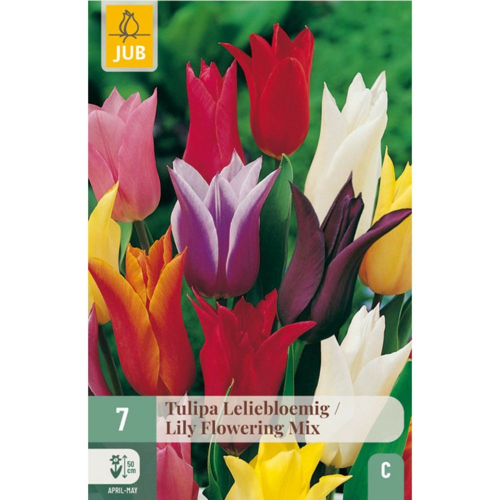 7 bulbes mix tulipe lilly flowering multicolore