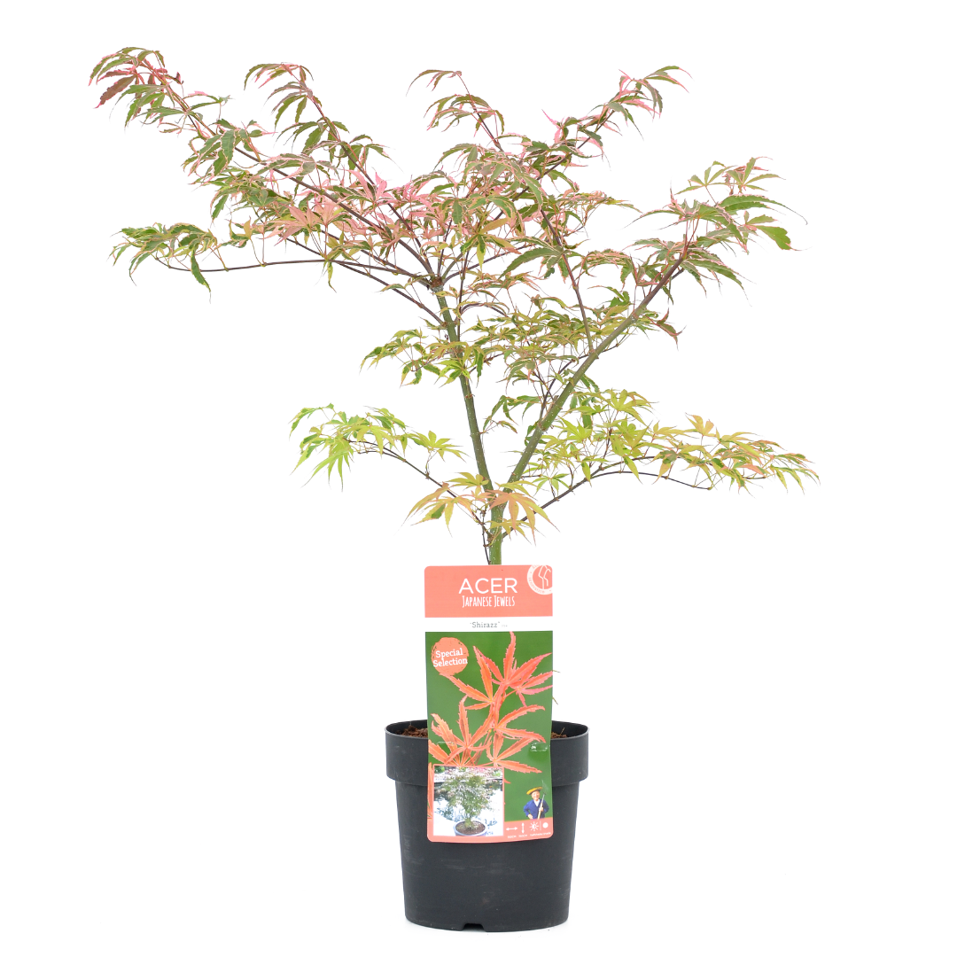 Acer palmatum 'shirazz' - erable japonais - rustique - plante de jardin - pot 19cm - hauteur 50-60cm