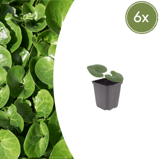 Lot de 60 - asaret (asarum europaeum) 'asaret'