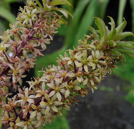 Fleur ananas 'ssp. Pole-evansii' bulbe calibre 24+