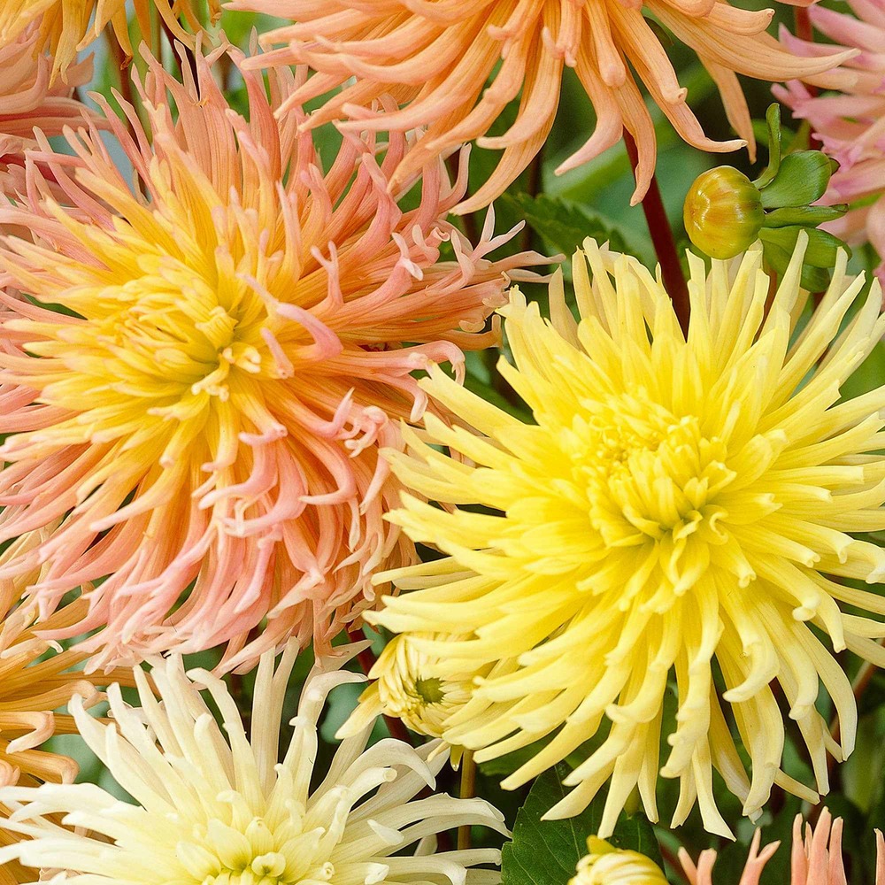 5 dahlias star en mélange - le sachet de 5 bulbes / calibre i, vendu par lot de 2