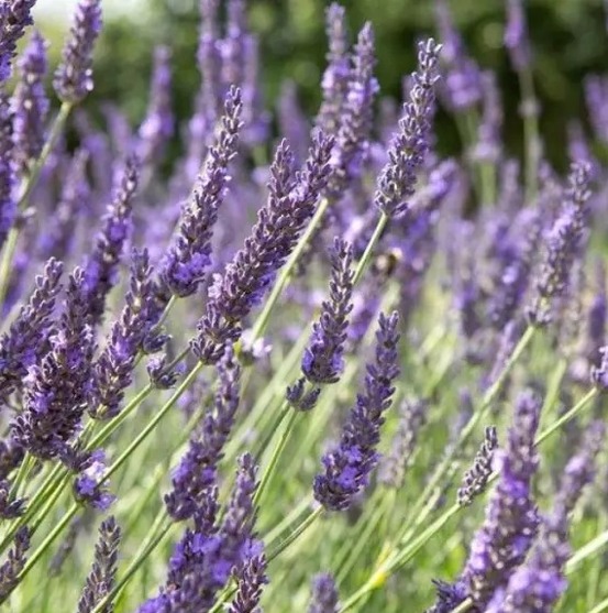 6 x lavandin 'grosso' - lavandula intermedia 'grosso' - godet 9cm x 9cm