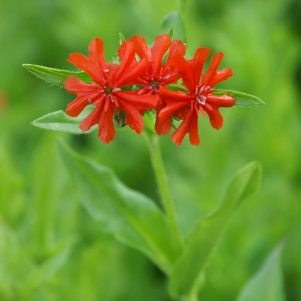 Croix de malte chalcedonica lot de 3 godets