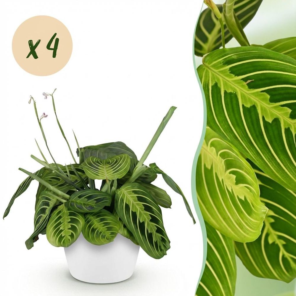 Maranta fascinator lemon lime - pet-friendly - plante de prière - pot de 12cm - hauteur 25-35cm - plantes d'intérieur