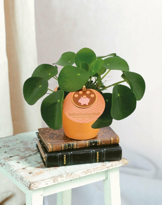 Pilea peperomioides 15cm - plante d'intérieur