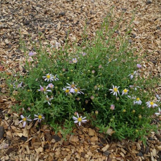 Aster d'automne pink cloud, aster ericoides lot de 5 godets