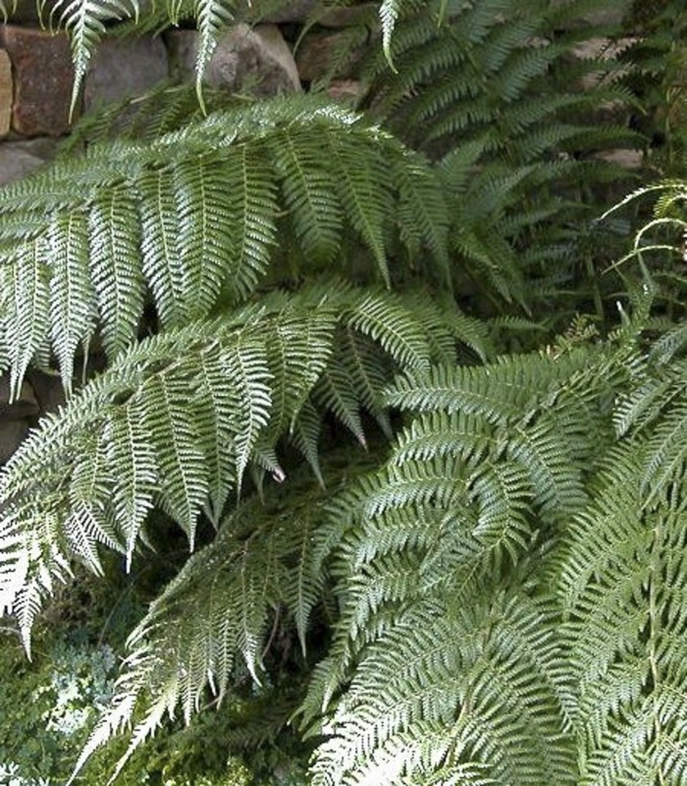 Fougère arborescente pot de 4l/5l, haute-tige, hauteur de tronc (stipe) 10/15 cm