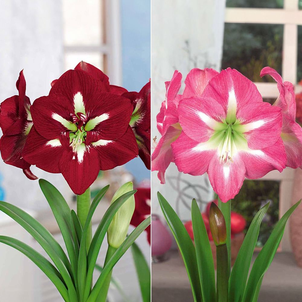 Collection de 2 amaryllis géantes - le sachet de 2 bulbes / circonférence 28-30cm