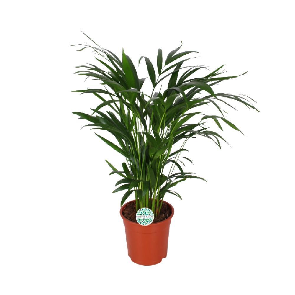 Plante d'intérieur - palmier areca 'dypsis lutescens' 60.0cm