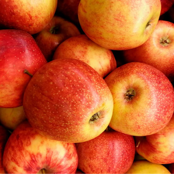 Malus domestica jonagold - pommier 120 cm en pot