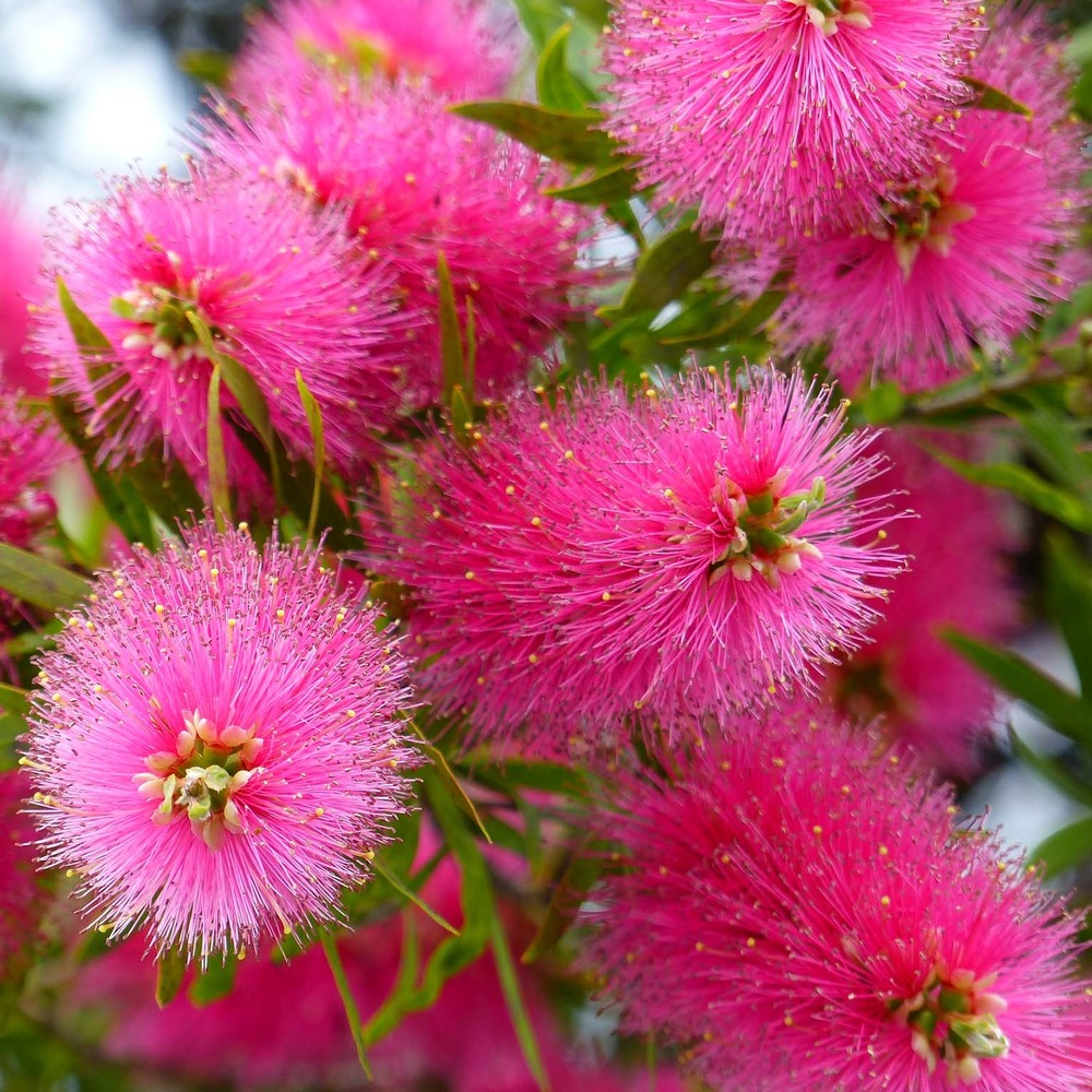 Callistemon viminalis bright pink - rince bouteille pleureur pot de 7,5l/10l