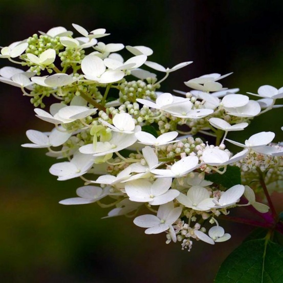 Hortensia Paniculé 'Kyushu' (Hydrangea PanâŠ